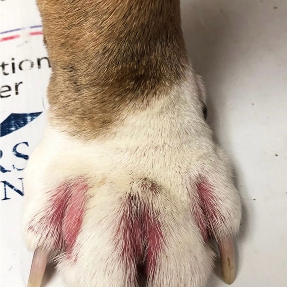 BE A GOOD HUMAN & BE KIND TO ALL LIFE! - Picture 12 of 13